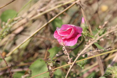 Bild mit Natur, Pflanzen, Rosa, Blume, Feld, Wildblumen, pink