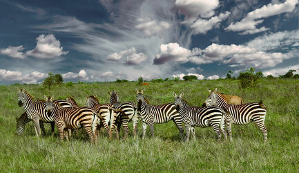Bild mit Natur, Afrika, Wildtiere, Wildlife, Zebras, safari, Kenia