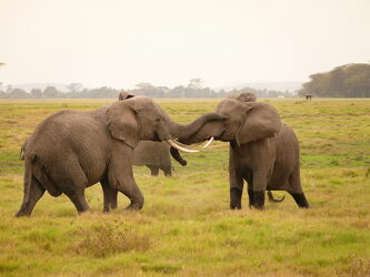 Bild mit Elefanten, Afrika, Wildtiere, safari, Afrikanische Elefanten