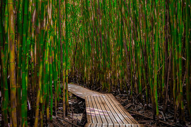 Bild mit Bambus, Impressionen, USA, bambuswald, Maui, Tropen, Hawaii