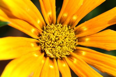 Bild mit Farben, Orange, Gelb, Natur, Pflanzen, Blumen, Korbblütler, Sonnenblumen