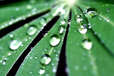 Bild mit Natur, Wasser, Grün, Pflanzen, Wassertropfen, Regentropfen, Rain drops