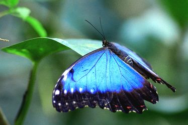 Bild mit Tiere, Natur, Insekten, Insekten, Blau, Azurblau, Schmetterlinge, Tier, Schmetterling, butterfly, Insekt