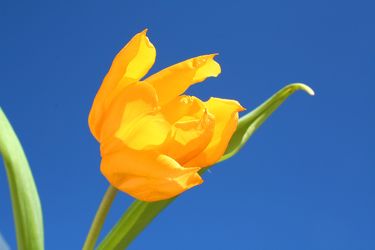 Bild mit Farben, Gelb, Gelb, Natur, Pflanzen, Blumen, Blumen, Blume, Pflanze, Tulpe, Tulips, Tulpen, gelbe Tulpe, Tulipa, Flower, Flowers, Tulip, gelbe Tulpen, yellow tulip, yellow tulips, yellow