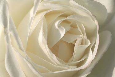 White Rose 6