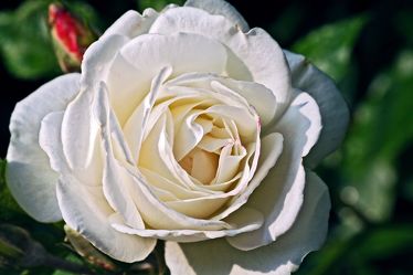 White Rose 7